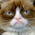 Megvan Grumpy Cat, a morcos cica utóda: szerinted mennyire hasonlít 3 éve elhunyt elődjéhez?